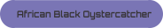 African Black Oystercatcher